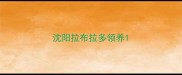 沈阳拉布拉多领养