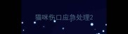 猫咪伤口应急处理