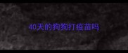 40天的狗狗打疫苗吗
