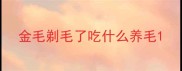 金毛剃毛了吃什么养毛