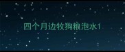 四个月边牧狗粮泡水