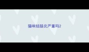 猫咪结肠炎严重吗