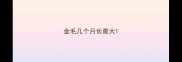 金毛几个月长最大
