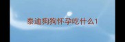 泰迪狗狗怀孕吃什么