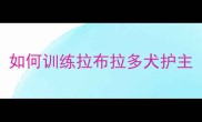 如何训练拉布拉多犬护主