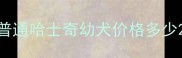 普通哈士奇幼犬价格多少