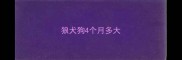 狼犬狗4个月多大