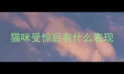 猫咪受惊后有什么表现