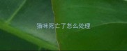 猫咪死亡了怎么处理