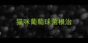 猫咪葡萄球菌根治