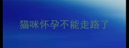 猫咪怀孕不能走路了