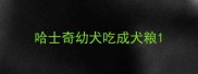 哈士奇幼犬吃成犬粮