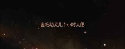 金毛幼犬几个小时大便