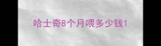 哈士奇8个月喂多少钱