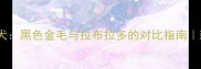 导盲犬VS工作犬黑色金毛与拉布拉多的对比指南新手养犬必看
