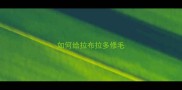 如何给拉布拉多修毛