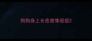 狗狗身上长疙瘩像痘痘