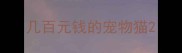 几百元钱的宠物猫