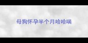 母狗怀孕半个月哈哈喘