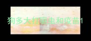 狗多大打驱虫和疫苗
