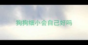 狗狗细小会自己好吗