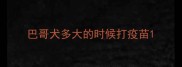 巴哥犬多大的时候打疫苗