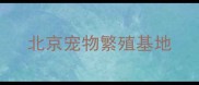 北京宠物繁殖基地