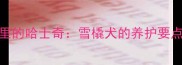 南极大冒险里的哈士奇雪橇犬的养护要点与性格特点
