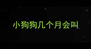 小狗狗几个月会叫