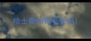哈士奇的狗毛长吗
