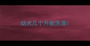 幼犬几个月能洗澡