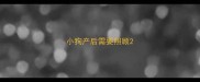 小狗产后需要照顾