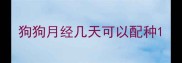 狗狗月经几天可以配种