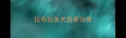 拉布拉多犬品系分类