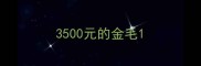 3500元的金毛