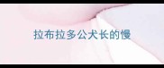 拉布拉多公犬长的慢