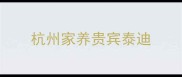 杭州家养贵宾泰迪