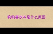 狗狗喜欢叫是什么原因