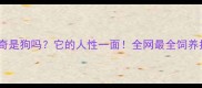 哈士奇是狗吗它的人性一面全网最全饲养指南