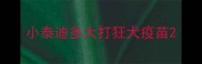 小泰迪多大打狂犬疫苗