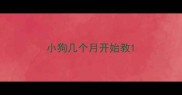 小狗几个月开始教