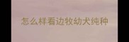 怎么样看边牧幼犬纯种