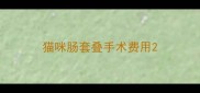 猫咪肠套叠手术费用