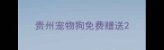 贵州宠物狗免费赠送