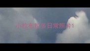 小拉布拉多日常照片