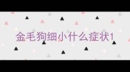 金毛狗细小什么症状