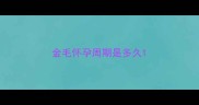 金毛怀孕周期是多久