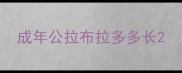 成年公拉布拉多多长