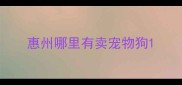 惠州哪里有卖宠物狗