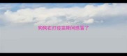 狗狗在打疫苗期间感冒了